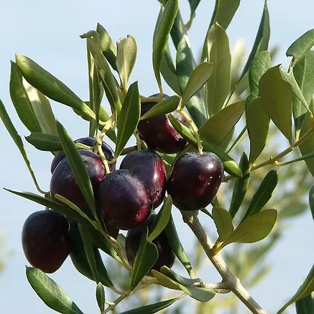 Farma Agriturismo Le Venelle Ribolla